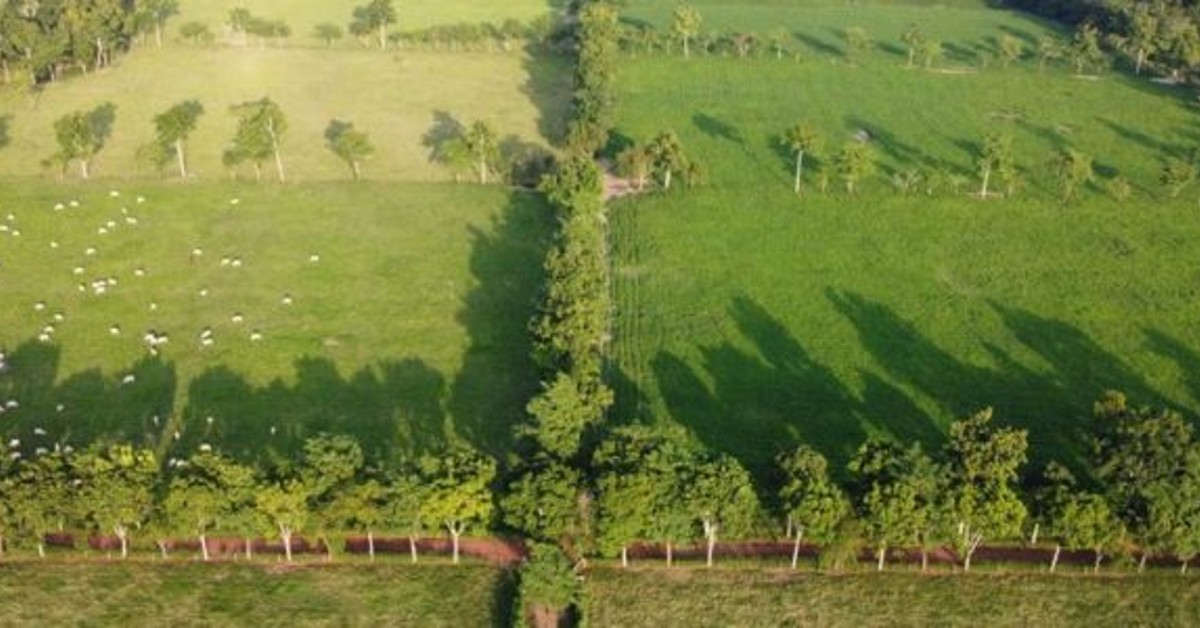 iniciativa mostrara durante evento em sp que e possivel produzir mais carne sem desmatar portal dbo