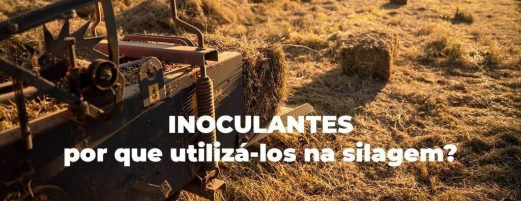 inoculante para silagem Top 5 razões para utilizar 2 inoculante para silagem Top 5 razões para utilizar