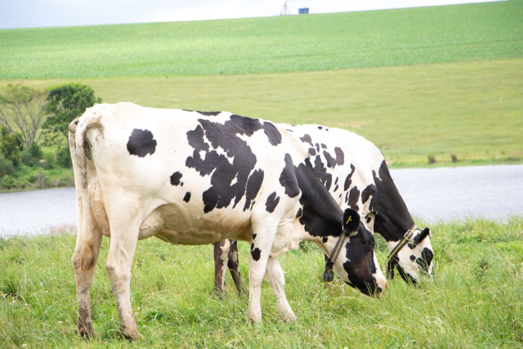 Inteligência Artificial traz competitiva para Pecuaria 2 inteligencia artificial traz competitiva para pecuaria