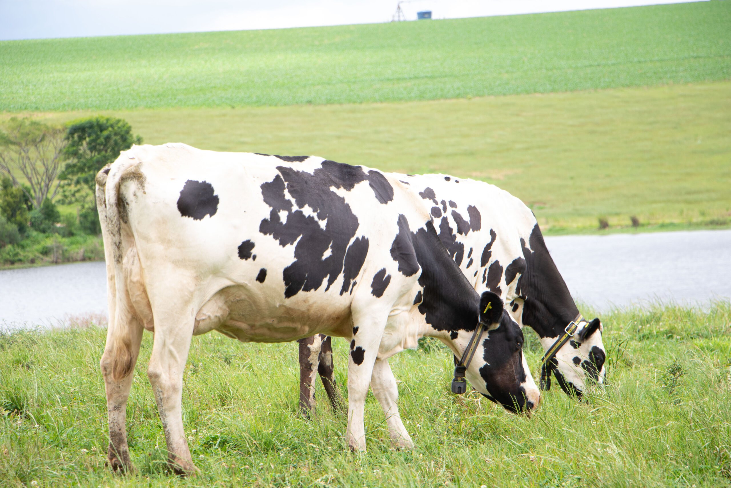 inteligencia artificial traz competitiva para pecuaria