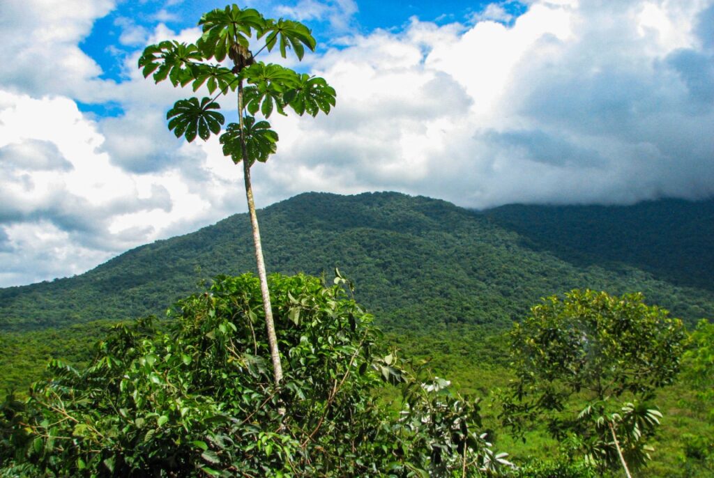 mais de 200 plantas invasoras ameacam vegetacao nativa do pais 1