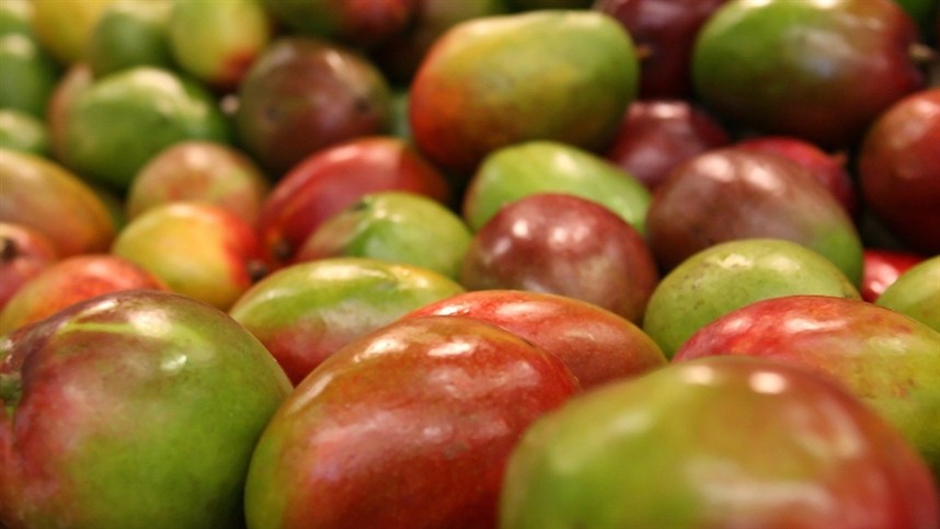 Manga Palmer se desvaloriza pela terceira semana consecutiva