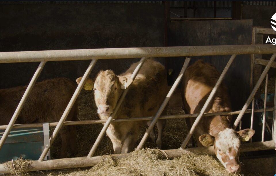 march animal health series spotting and preventing coccidiosis 1