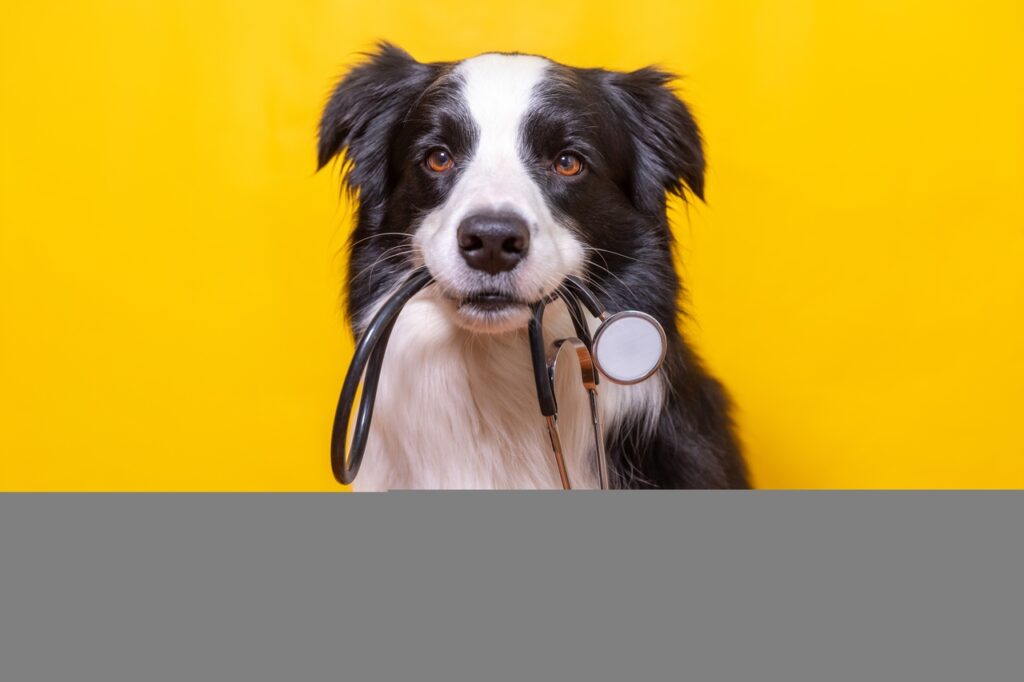 marco amarelo doencas renais em pets podem ser evitadas 1