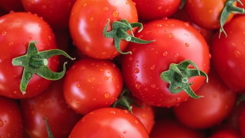 Marrocos restringe exportação de tomate devido a alta nos preços domésticos 8 marrocos restringe exportacao de tomate devido a alta nos precos domesticos