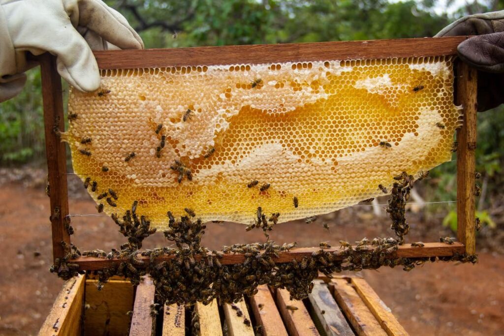 Mato Grosso investe na produção de mel da agricultura familiar 2 mato grosso investe na producao de mel da agricultura familiar 1