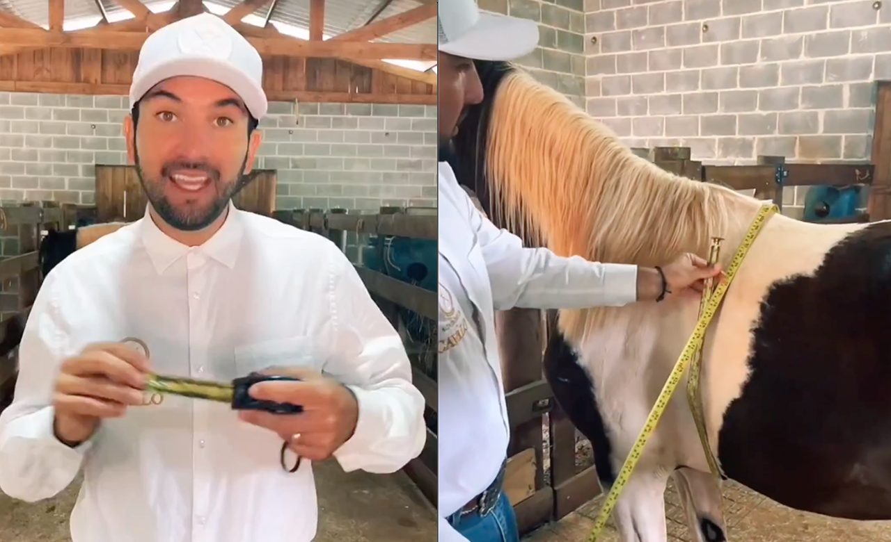 medico veterinario mostra como fazer pesagem de cavalo com trena 1