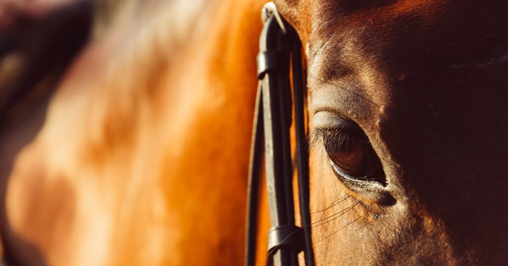 mercado de equinos perde folego em 2022 portal dbo