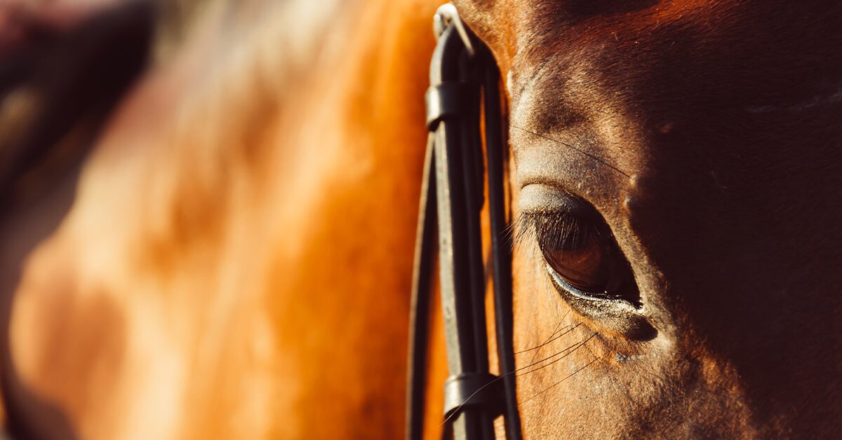 mercado de equinos perde folego em 2022 portal dbo