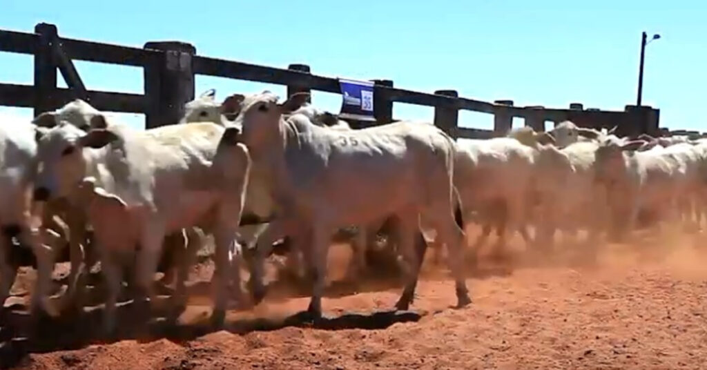 mercado de reposicao ganha certo folego durante a semana portal dbo
