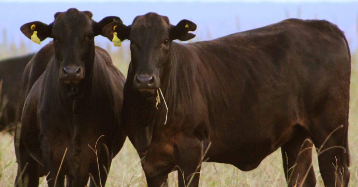 mercado do boi gordo com precos estaveis nas principais pracas pecuarias brasileiras portal dbo