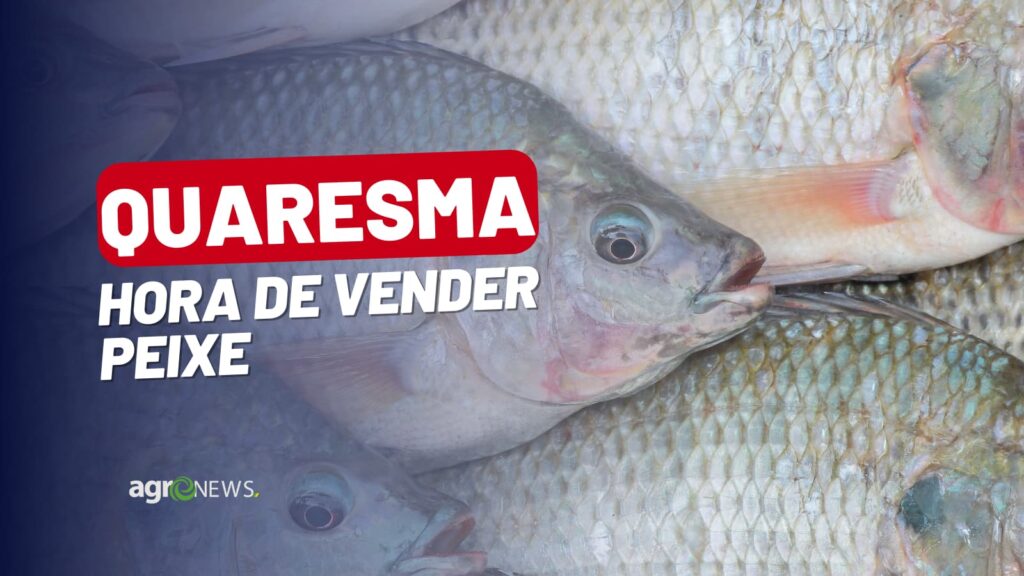 mercado do peixe 26 de marco 2023 quaresma aquece o setor