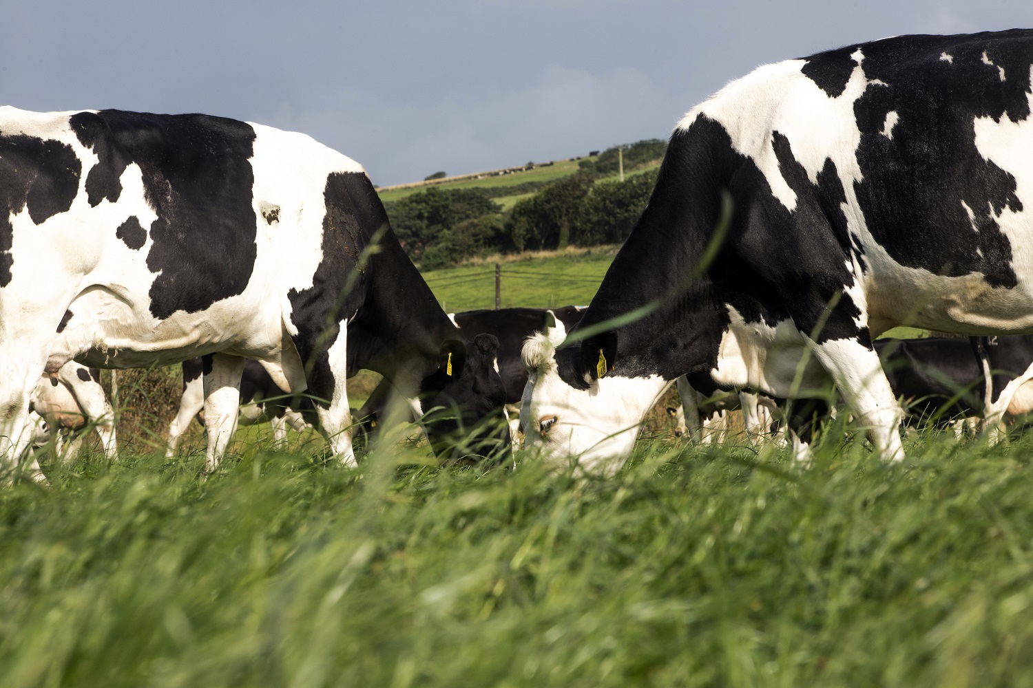 Milk price cuts are 'unsustainable' - ICMSA 3 Milk price cuts are ‘unsustainable’ – ICMSA