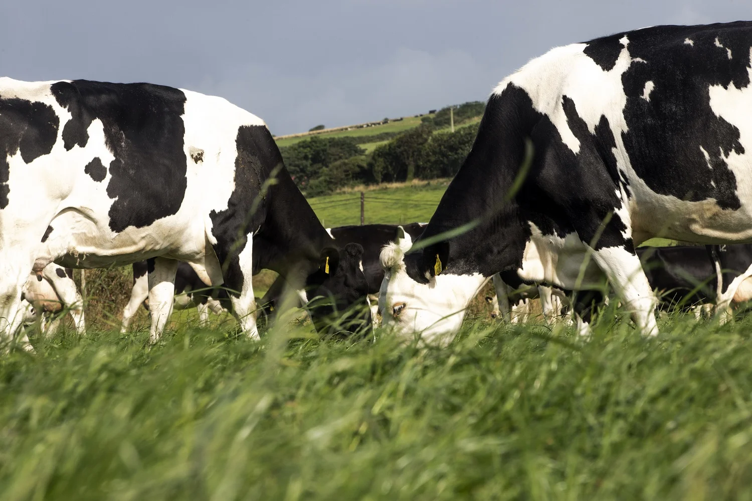 milk price cuts are unsustainable icmsa 1