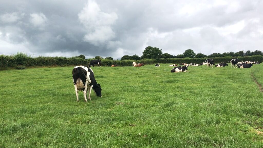 milk price tracker further cuts to base prices 1