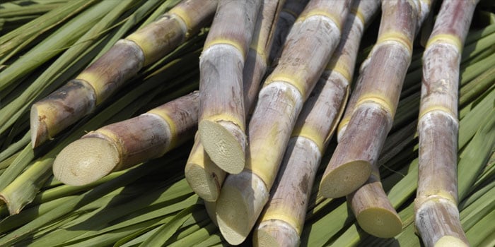 mobilidade de baixo carbono ganha destaque em berlim 1