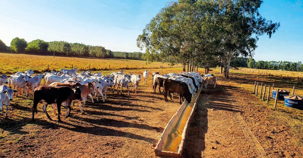 morosidade de negocios no mercado do boi gordo marca primeiro dia util da semana portal dbo