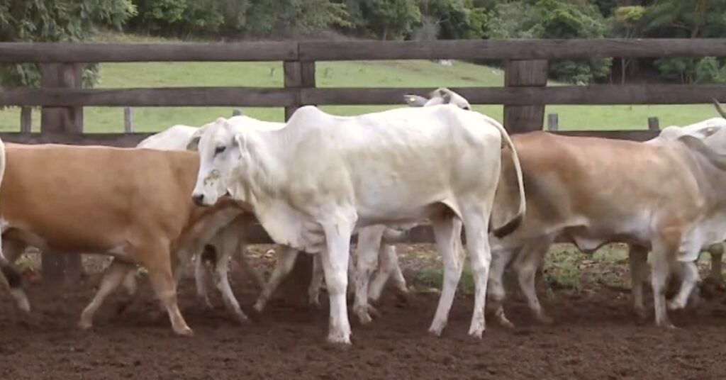 Na reposição, preços continuam derretendo 2 na reposicao precos continuam derretendo 1