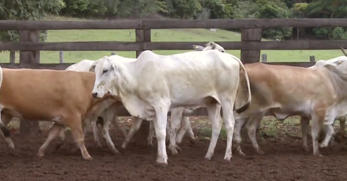 na reposicao precos continuam derretendo 1