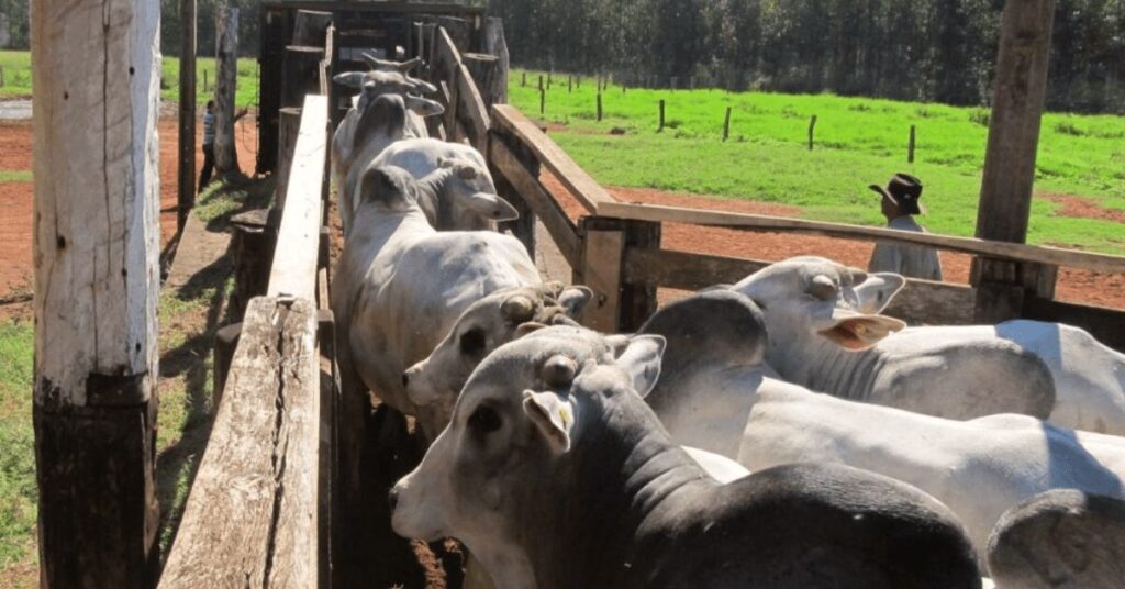 negocios seguem estaveis refletindo a queda de braco entre frigorificos e pecuaristas portal dbo