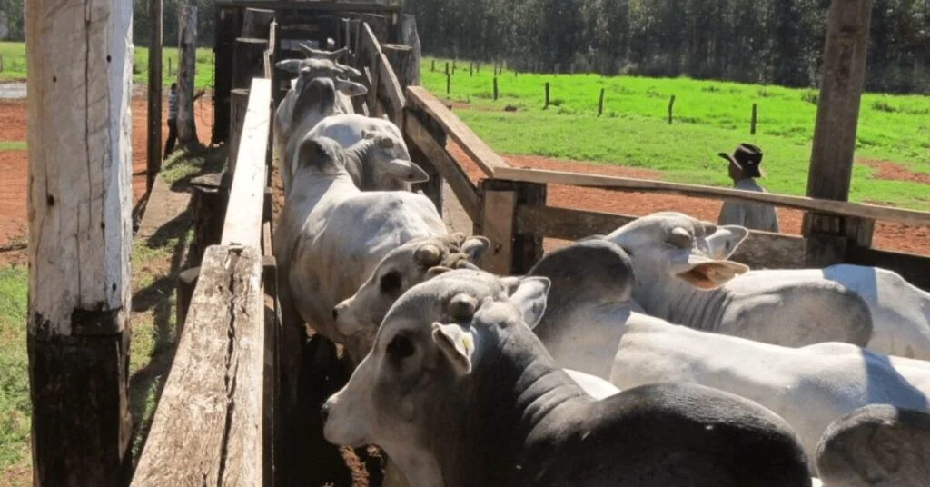 negócios seguem estáveis, refletindo a queda de braço entre frigoríficos e pecuaristas • Portal DBO 2 negocios seguem estaveis refletindo a queda de braco entre frigorificos e pecuaristas portal dbo