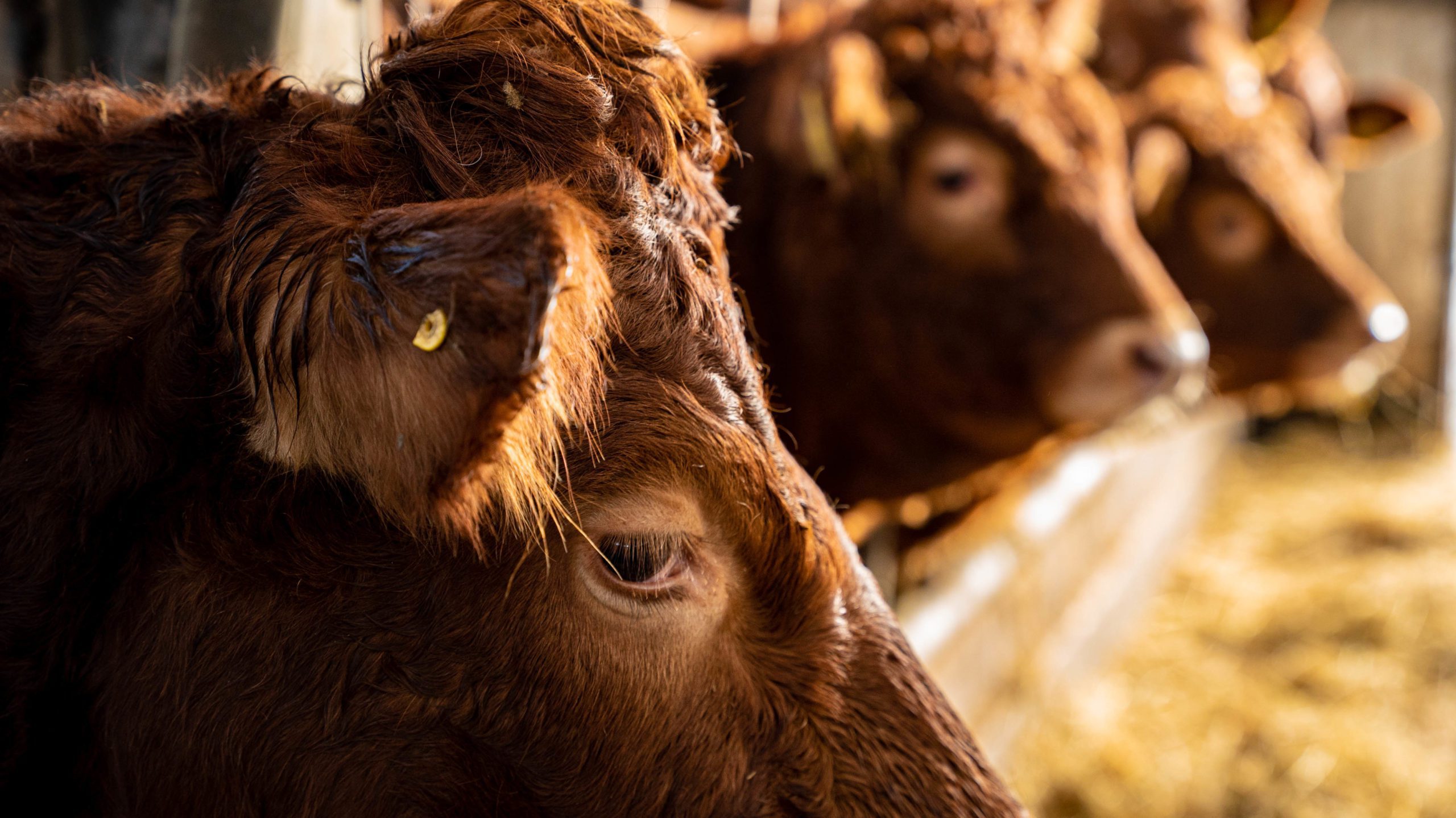 no food security risk if farmers diversify minister 3