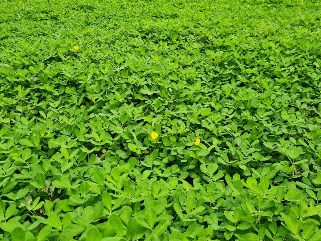 Nova cultivar de amendoim forrageiro será apresentada 2 amendoim forrageiro