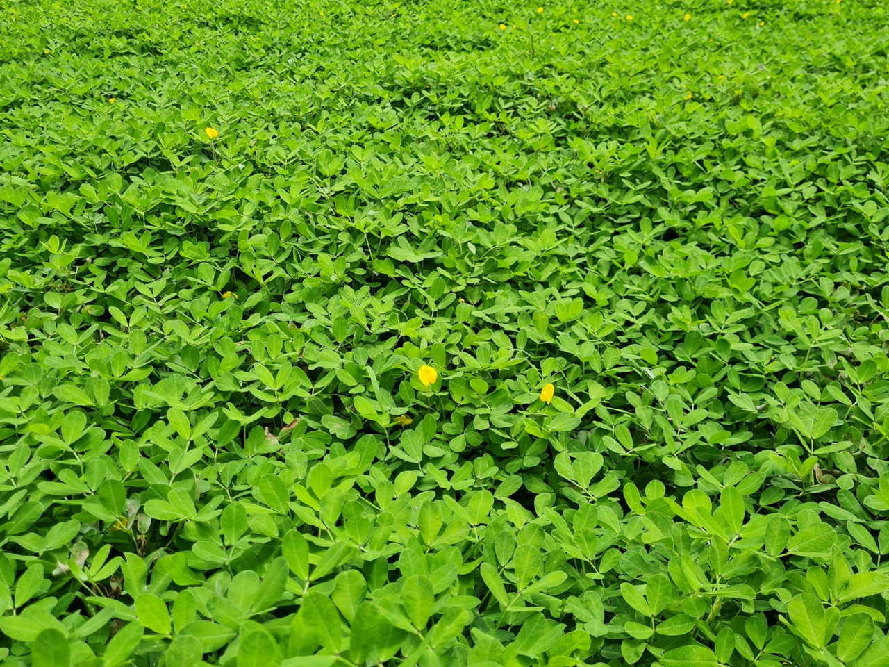 Nova cultivar de amendoim forrageiro será apresentada