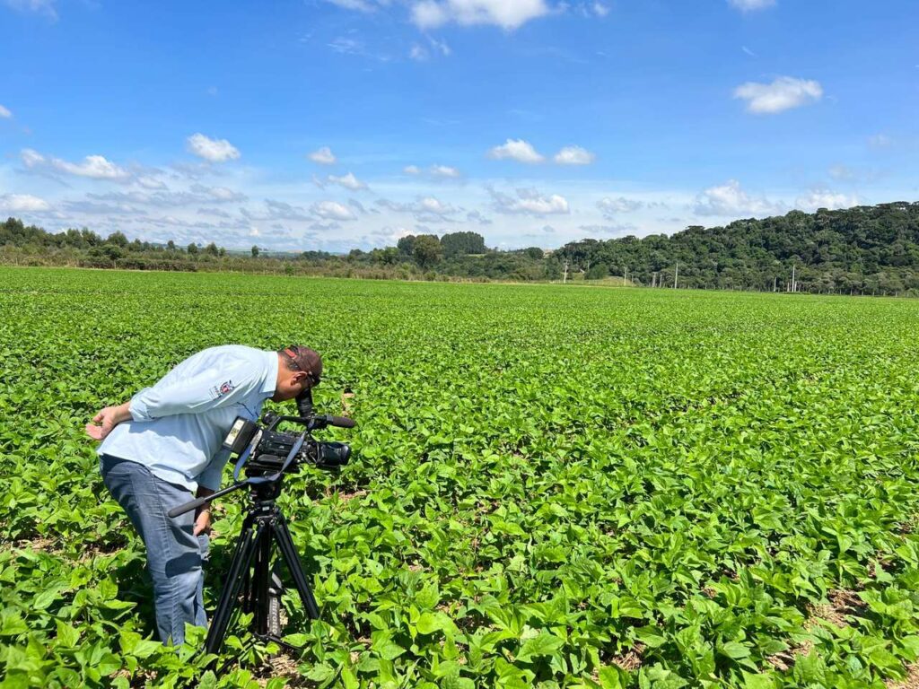 colheita de feijão, Paraná, produção, aumento