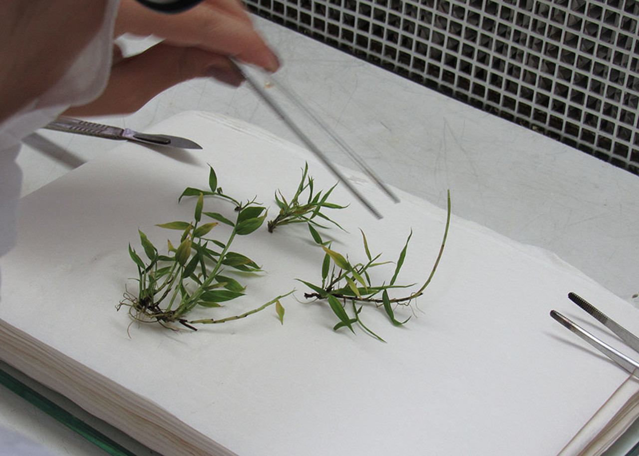 Nova técnica permite reprodução em larga escala de bambu 7 Nova técnica permite reprodução em larga escala de bambu