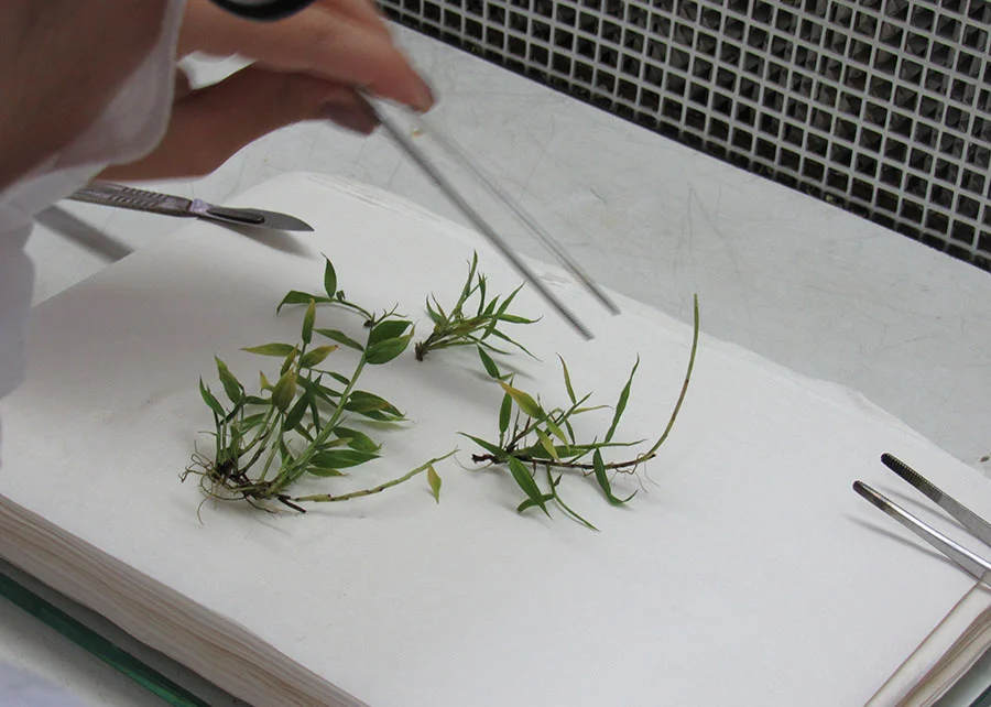 Nova técnica permite reprodução em larga escala de bambu 2 nova tecnica permite reproducao em larga escala de bambu 1