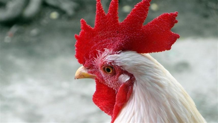 Novas vacinas contra a gripe aviária são eficazes