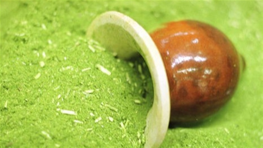 Novo sistema de cultivo de erva-mate pode produzir até dez vezes mais