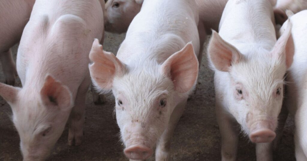 oferta restrita eleva cotacoes em fevereiro portal dbo