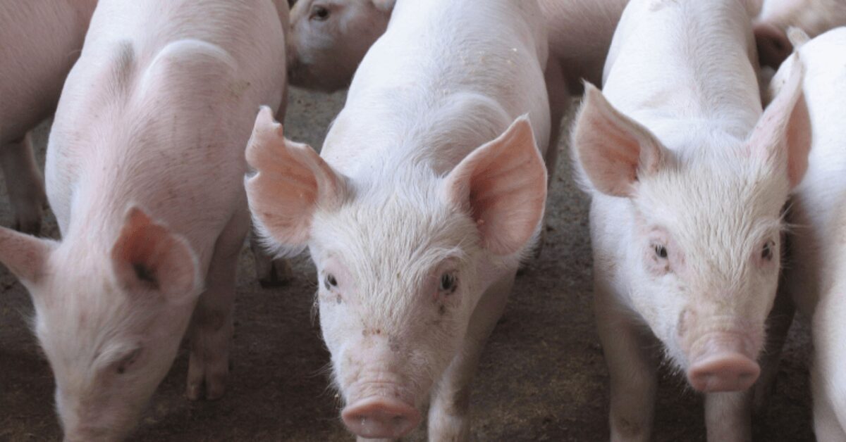 oferta restrita eleva cotacoes em fevereiro portal dbo