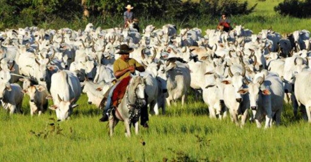 otimismo contamina a cadeia da carne bovina com o fim do embargo chines portal dbo