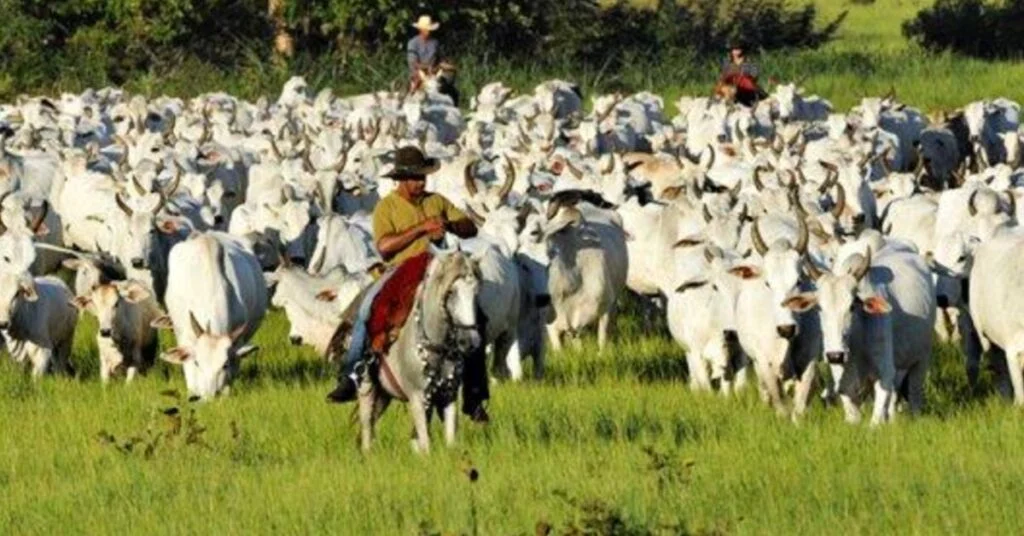 Otimismo contamina a cadeia da carne bovina com o fim do embargo chinês • Portal DBO 2 otimismo contamina a cadeia da carne bovina com o fim do embargo chines portal dbo