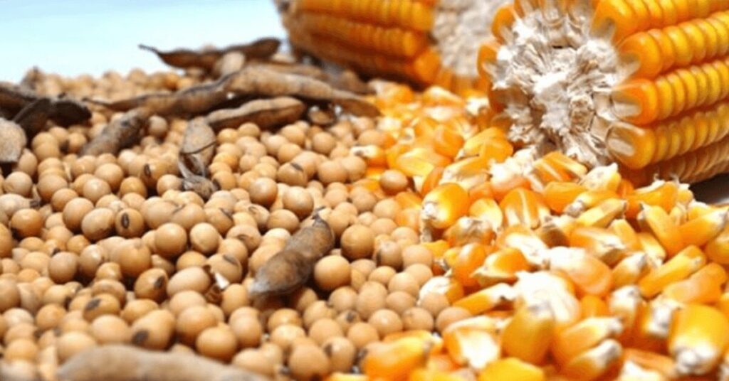 para ibge previsao de safra recorde ajuda a manter comportado preco de alimentos portal dbo