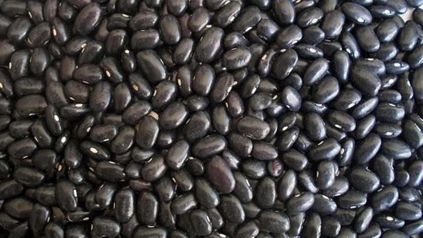 Colheita de feijão finaliza com boa qualidade