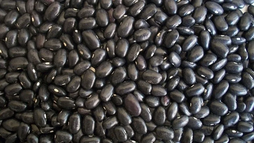 Colheita de feijão finaliza com boa qualidade 2 parana voltara a colher feijao esta semana 2