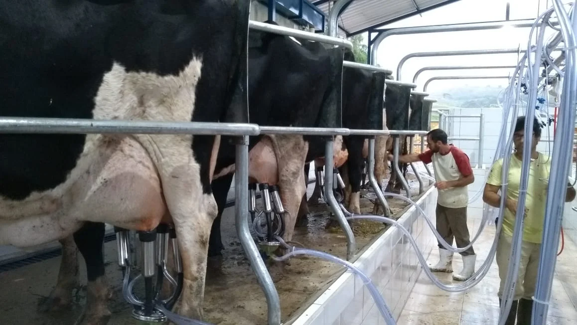 parceria leva informacoes sobre saude animal e ordenha a cooperadas da coopavel