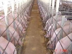 participantes do agrobrazil visitam embrapa suinos e aves 1