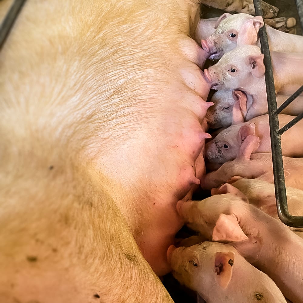 pavilhao de suinos sera atracao para as criancas na expolondrina 1