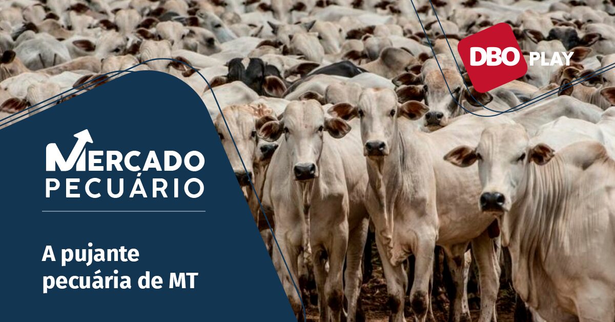 pecuaria de corte evolui a passos largos no estado de mato grosso portal dbo