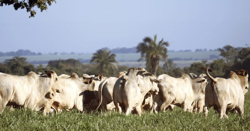 pecuaristas x frigorificos escalas intensificam