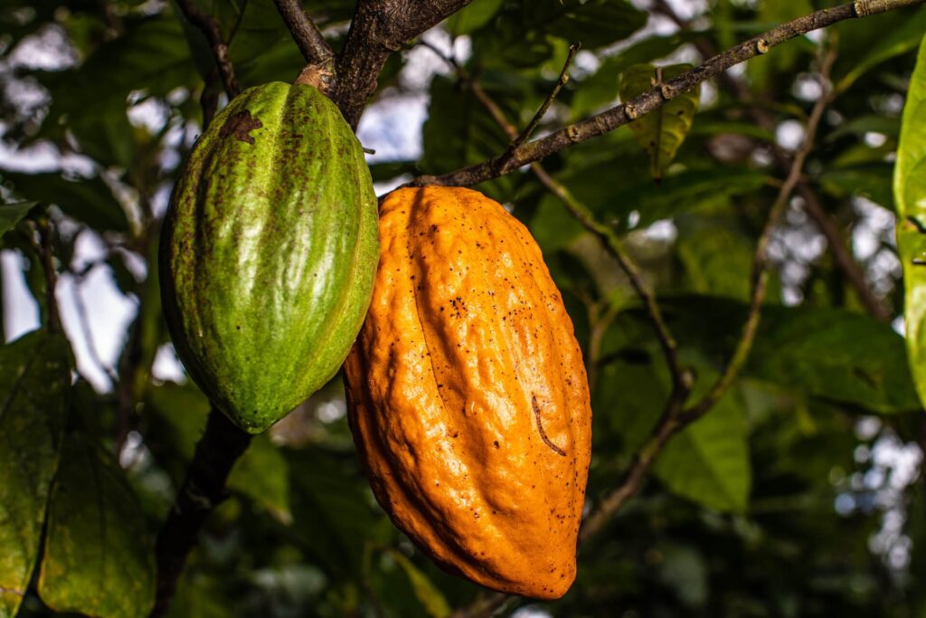 por que os precos do cacau estao caindo em londres nesta sexta feira 2