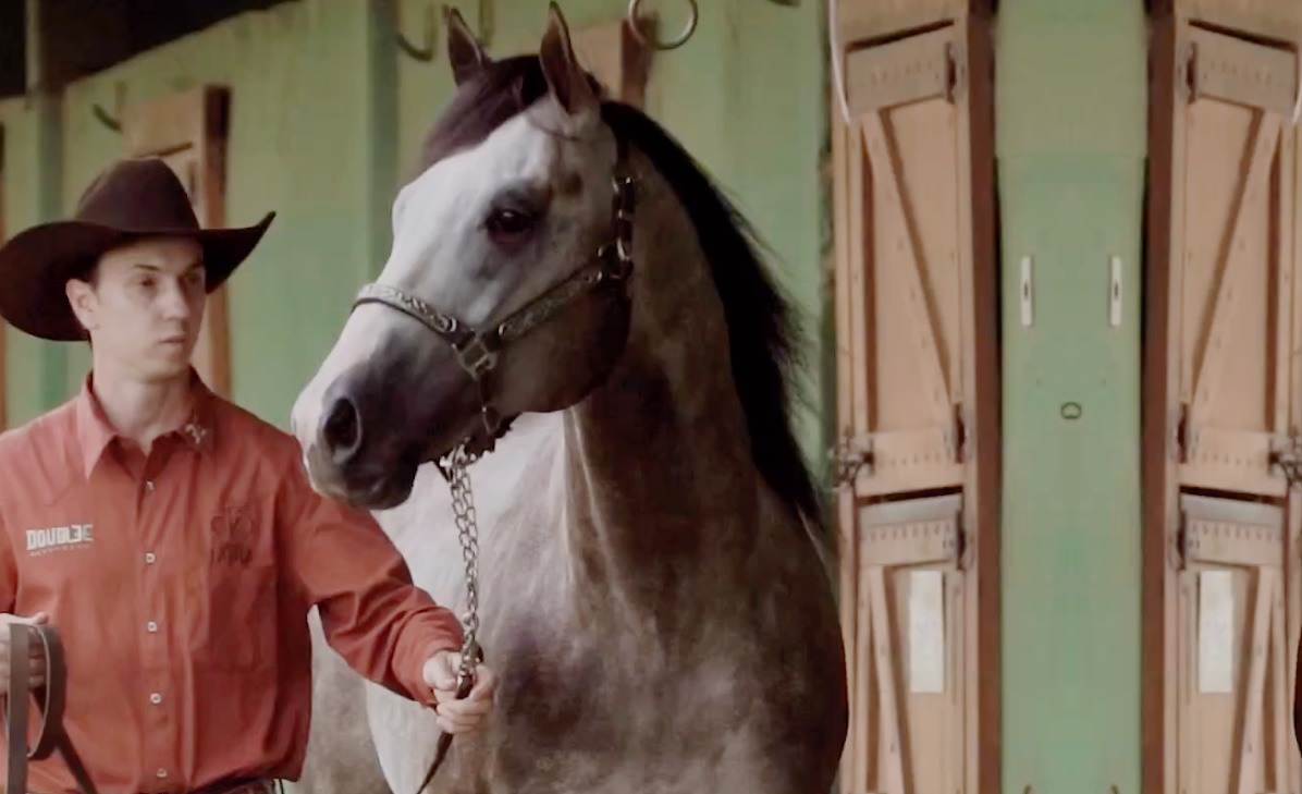 potro recordista mundial de velocidade alcanca recorde