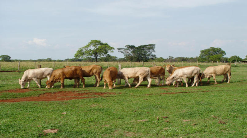 Preço do boi avança 10,2% em março, impulsionado pela retomada das exportações para China