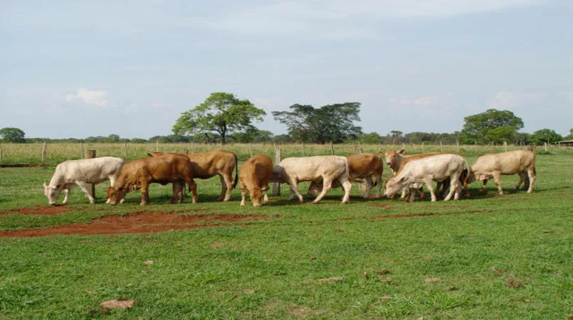 preco do boi avanca 102 em marco impulsionado pela retomada das exportacoes para china