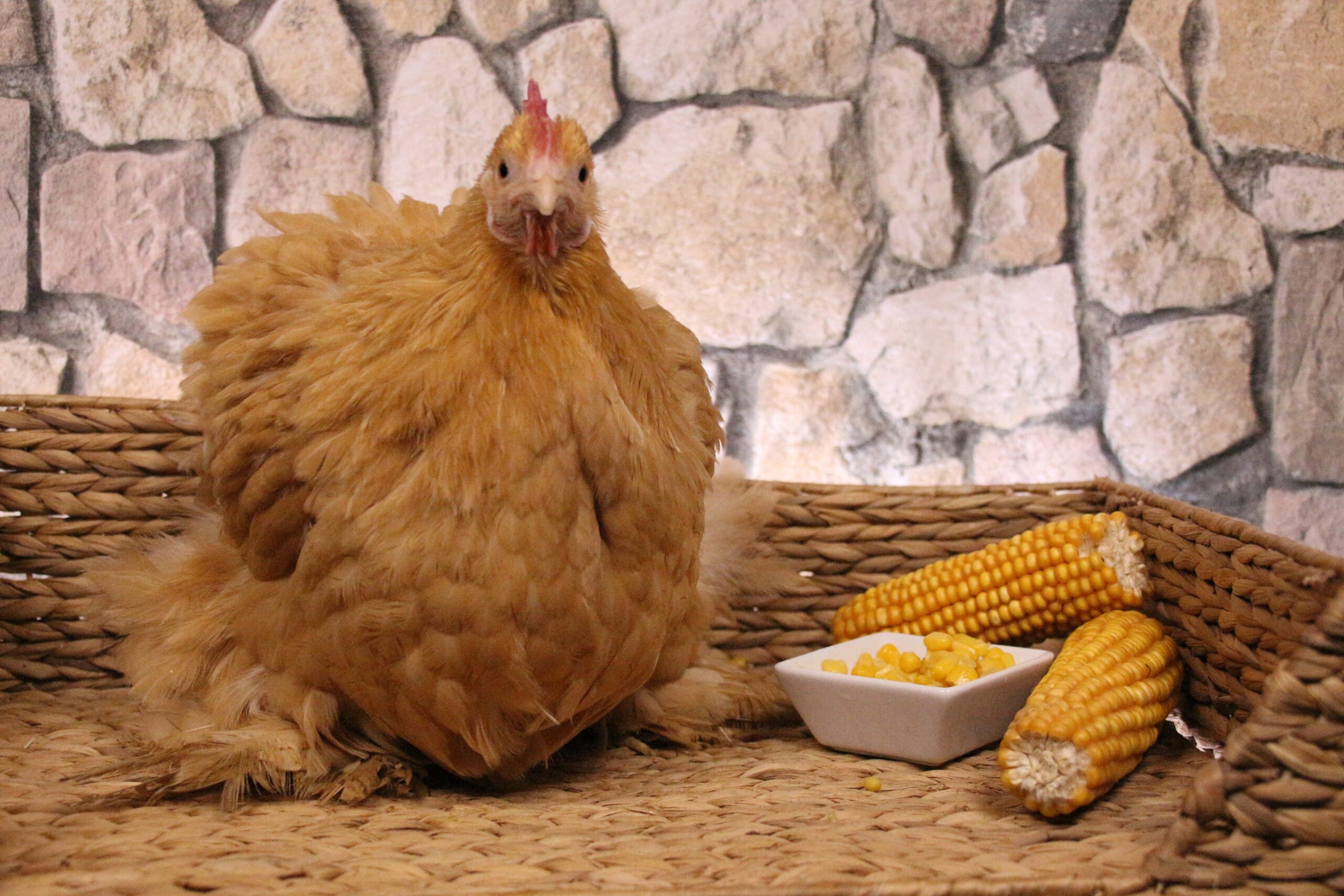 preco mensal do frango vivo avanca em fevereiro 1